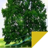 Study abroad with WSB